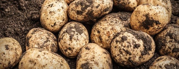 Economías regionales: La papa pasó de amarillo a verde