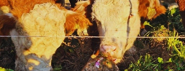 Remolacha forrajera: una alternativa para producir carne