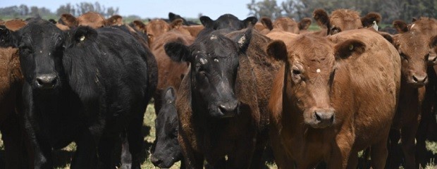 Procedimientos para libre elección de veterinarios 