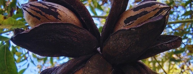 Verifican la identidad de los cultivares de pecán