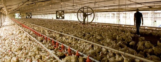 Medidas sanitarias por detección de Newcastle en Brasil