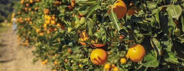 Habilitan inscripción de establecimientos para exportación