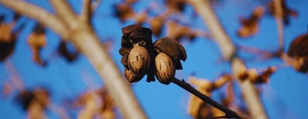 Nuez pecán: crecimiento y oportunidades en Entre Ríos