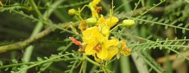 Flora autóctona: nuevas posibilidades para los nutracéuticos