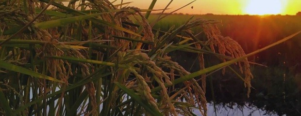 Estudian el comportamiento del arroz durante la postcosecha